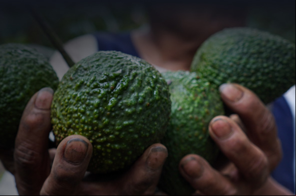 Important foods that we eat in our daily lives are under threat of extinction, but can they be saved?