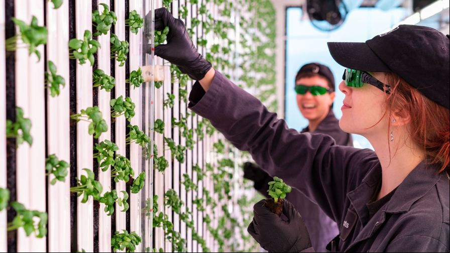A farmer transplating a basil crop