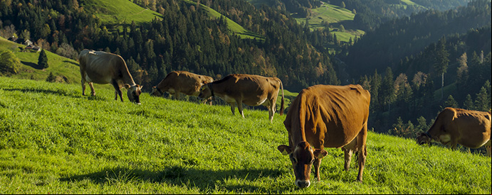 How a 'transfarmation' can help the climate